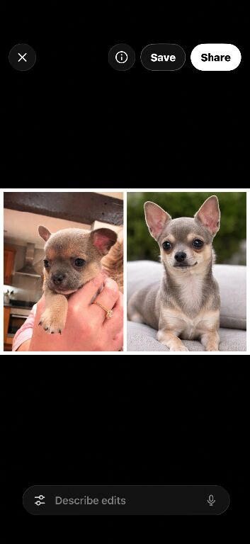 Sable blue/fawn Chuiahahaha puppies