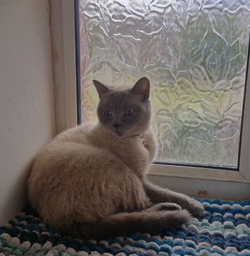 Beautiful Siamese female