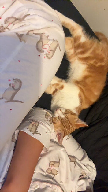 1 ginger Male