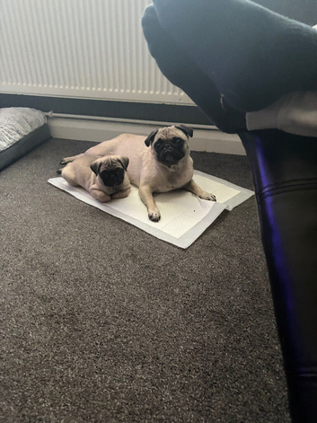 Pug male