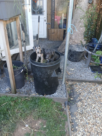 Bedlington x lakeland pups