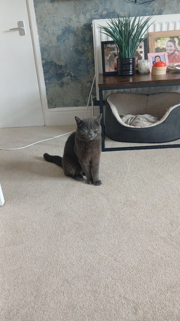British blue cross