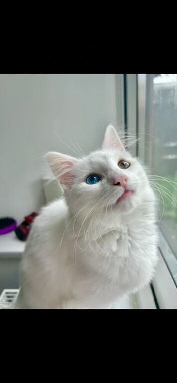 Female white cat
