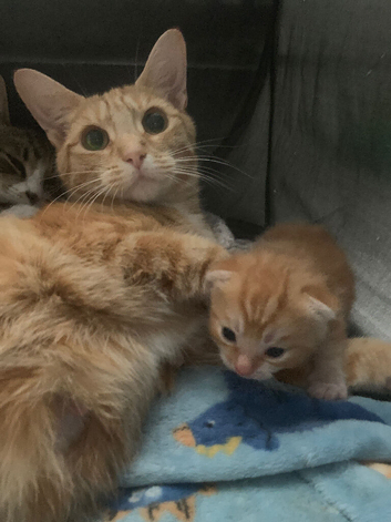 Kitten for sale
