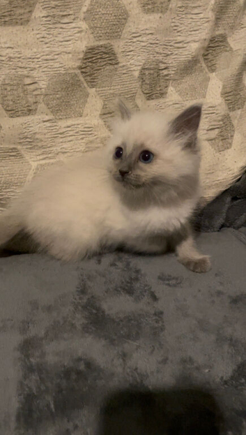 Blue point ragdoll kittens