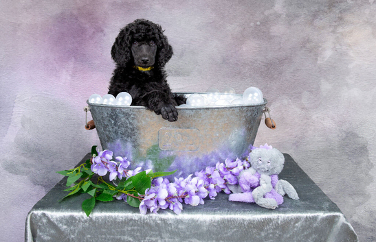 Showbred Standard Poodle Girl Puppy