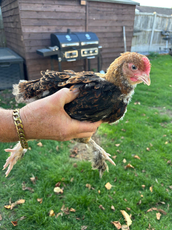 Free to good home