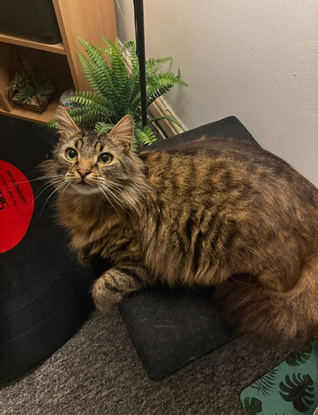 Billy the tabby ragdoll