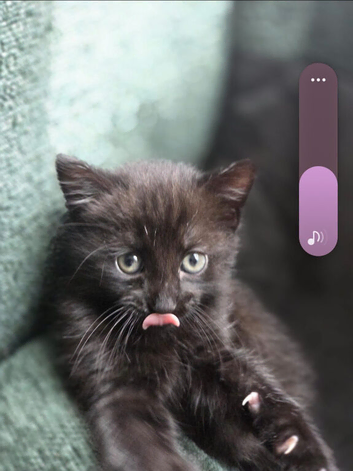 Black kitten looking for forever home