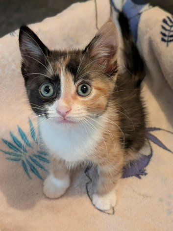 4 kittens for sale to good homes