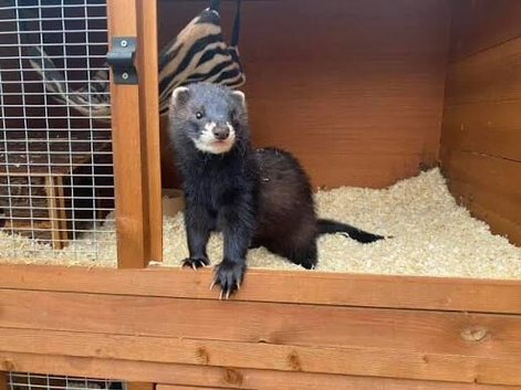 Looking for Black Ferret kits