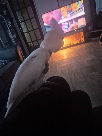Ducorps cockatoo