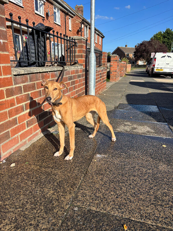 Whippet X Bull Greyhound