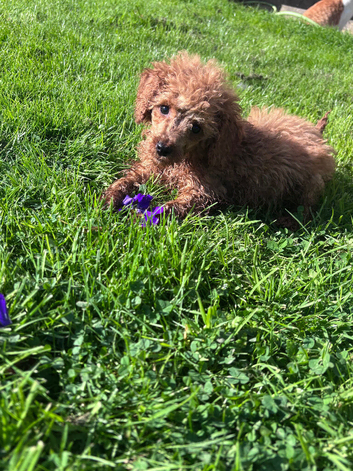 Min Poodle Puppies