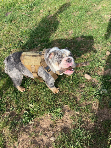 British Bulldog