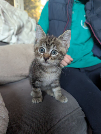 Two girl kittens