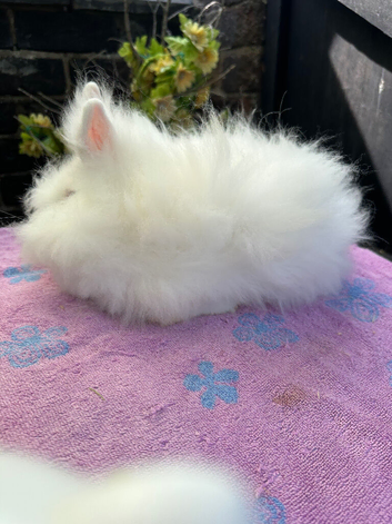 Lionhead female