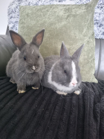 Baby netherland dwarf girls for sale