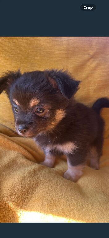 Teacup chihuahua