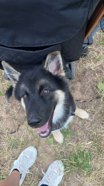 German shepherd/ husky pup