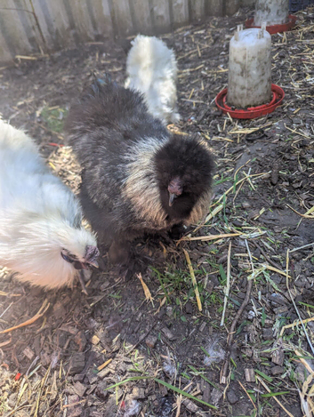 3 silkie cockerels for sale