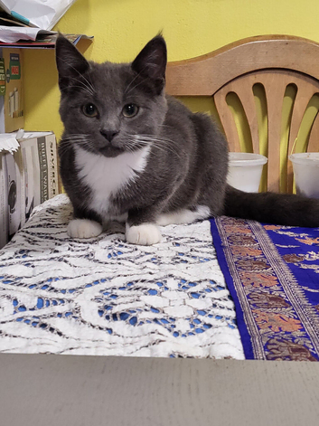 Short haired british blue/and long haired tortishell kittens