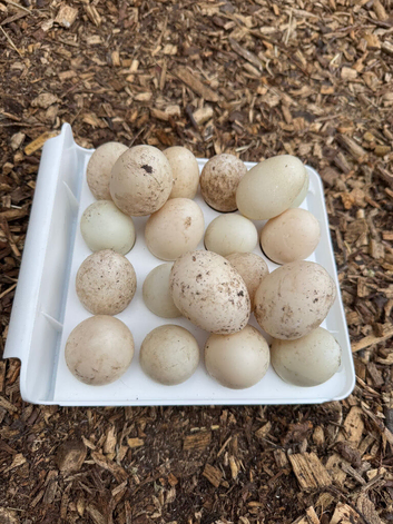 Duck Hatching Eggs - Mixed Breeds