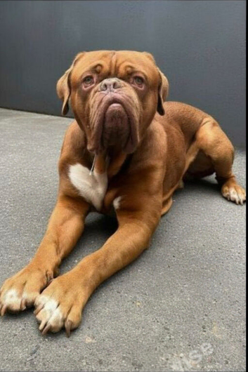 Planned litter for next year.