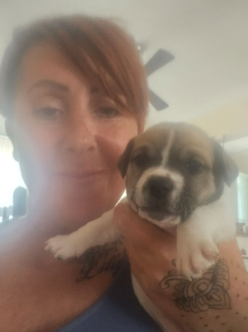 Jack pack puppies
