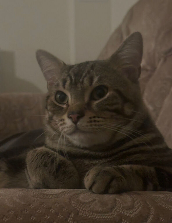British long hair tabby