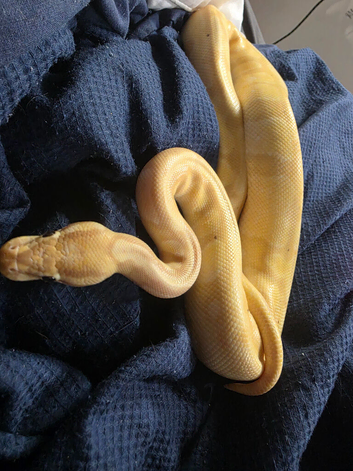 Banana pastel vanilla male