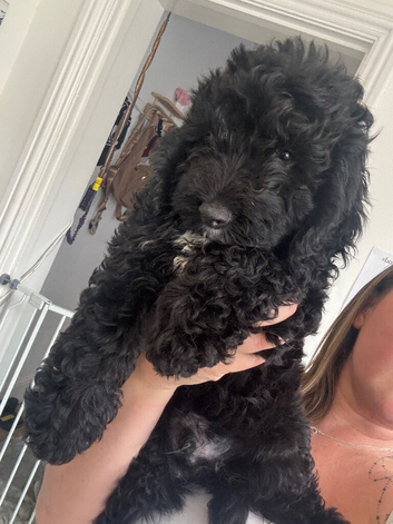 F1 Male Cockapoo