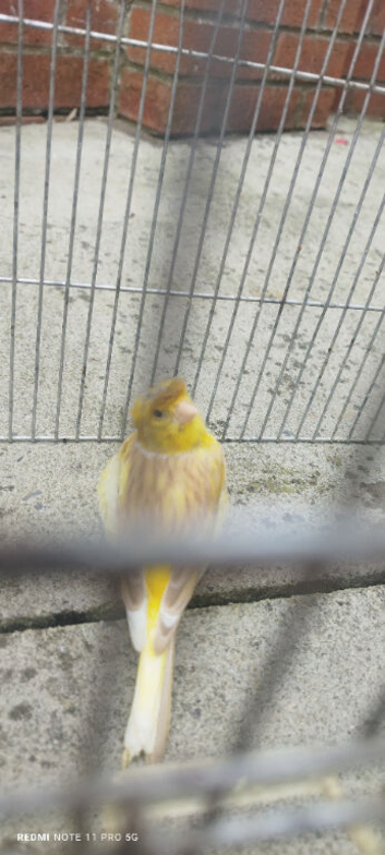 2 Hens canary