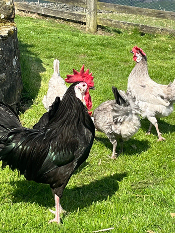 12 Spanish Hatching eggs
