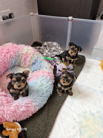 Little mini Yorkshire terrier puppies
