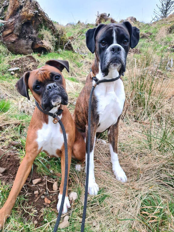 Beautiful Boxer Puppies