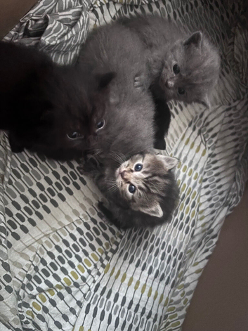 Fluffy half ragdoll kittens