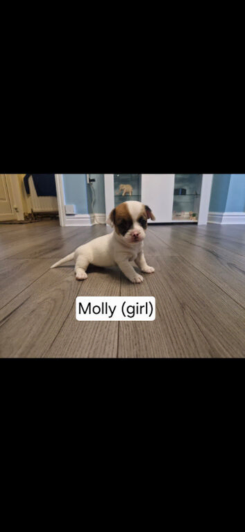 Puppies for sale