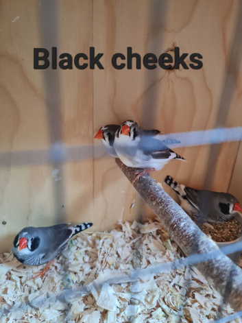 Various zebra finch pairs available