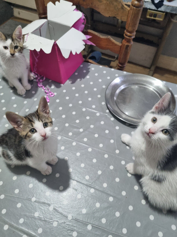 3 kittens Ready for new Home