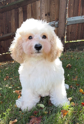 Handsome labradoodle fully dNA health tested