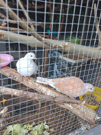 Pair collared doves