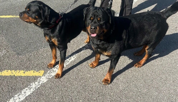 10 weeks old alpha Rottweiler Puppy