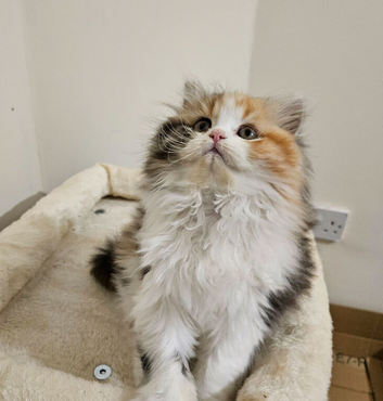 Beautiful Persian doll-face girl