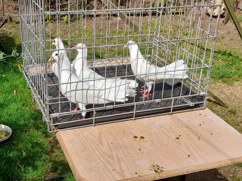 Doves for sale