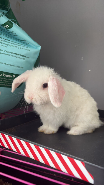 Female mini lop