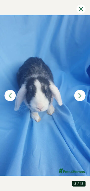 Baby rabbits