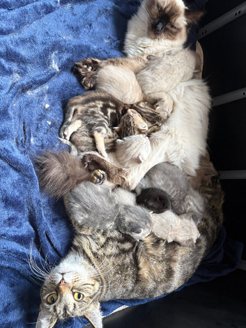 Ragdoll x bengal