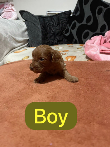 Fox Red cockapoo puppies