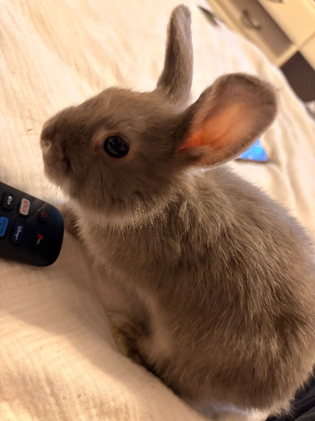 Grey Netherland Dwarf HOUSE bunny